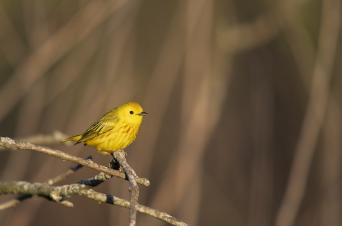 Yellow warbler perches on branch in sunlight.