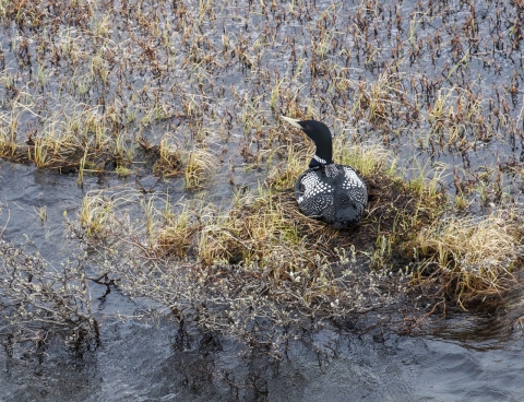 Black and white bird and yellow bill sitting on a nest surrounded by water