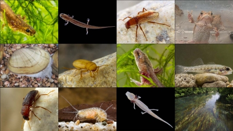 Aquatic species held at the San Marcos Aquatic Resources Center