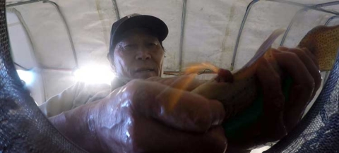 A fish hatchery biologist squeezes an Apache trout to collect the fish's eggs.