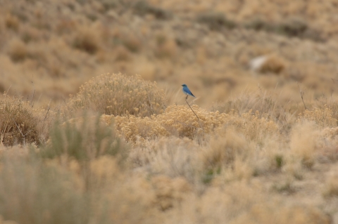 bluebird perched on branch amongst sagebrush