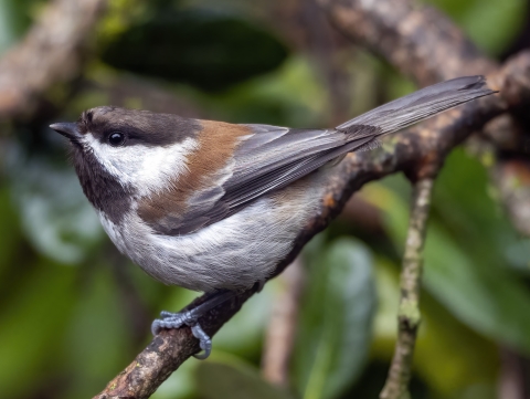 black gray and chestnut colored bird on a branch