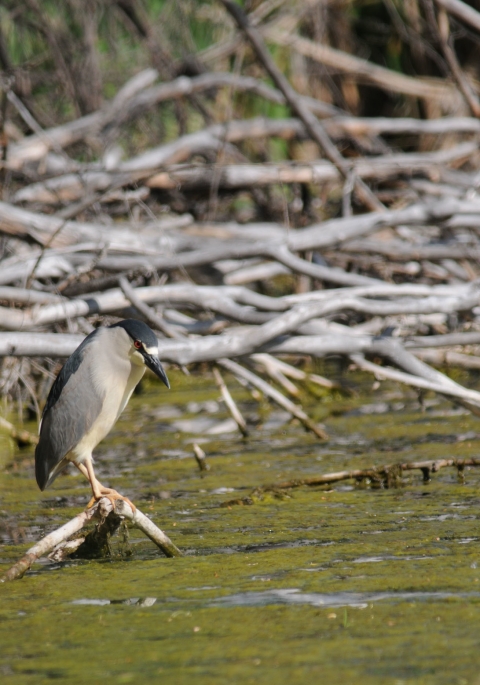 Black-crowned night heron