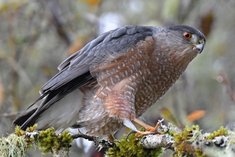 Cooper's Hawk in a tree