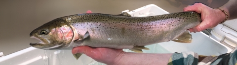 A fish is held over a tub of water.