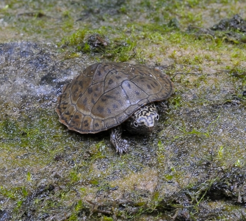 Flattened musk turtle on a moss covered rock