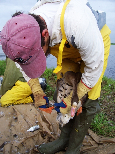 Man with red hat, white shirt, and yellow rain overalls holds a goose upside down and is applying a metal band to its leg.