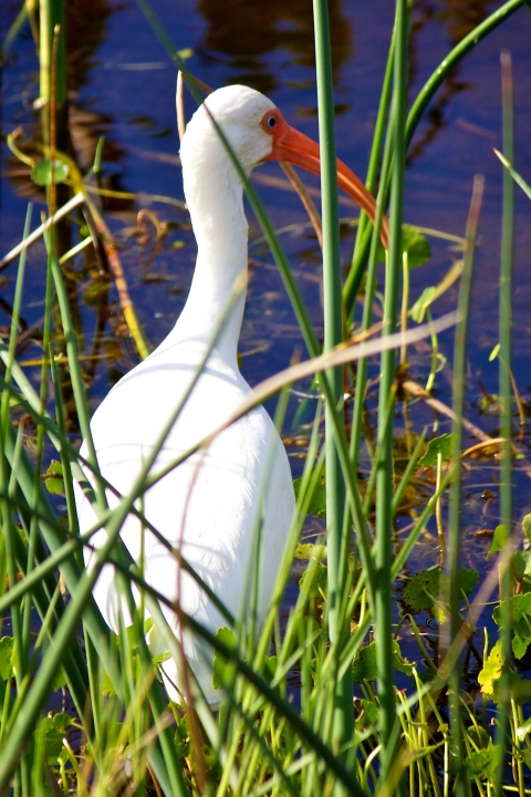 white ibis in coastal grass