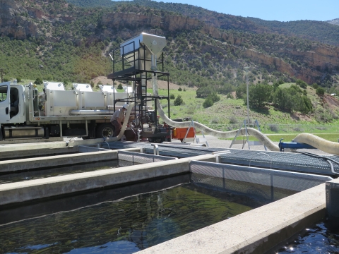 Loading fish at Jones Hole hatchery