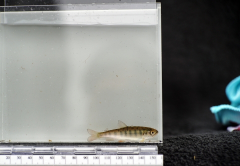 a small fish in a clear viewing aquarium