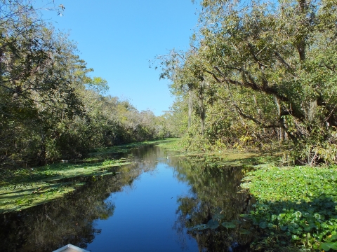 View from a kayak of one of Lake Woodruff National Wildlife Refuge's wilderness areas