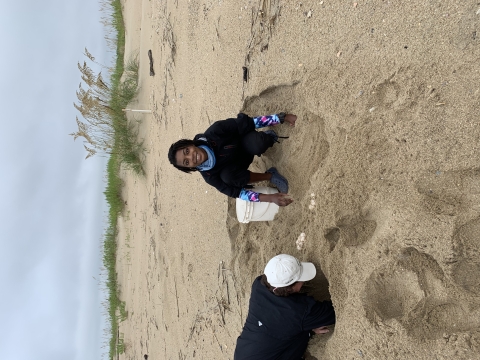 Two women are moving Loggerhead sea turtle eggs to relocate them at a safer area on the beach.