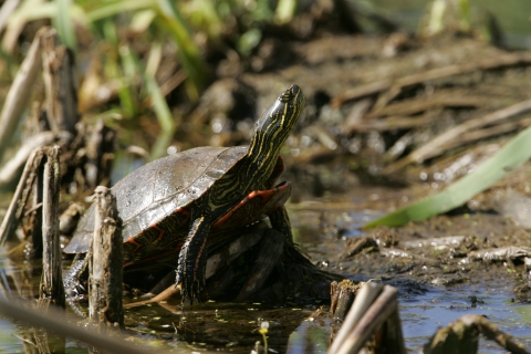 Western Painted Turtle