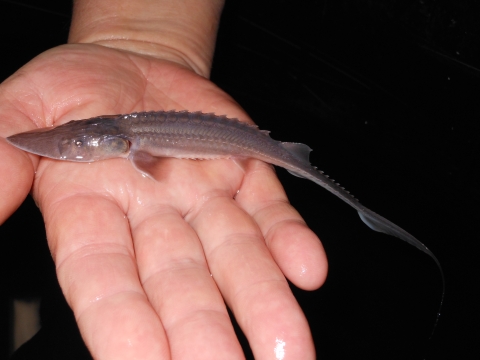 Pallid sturgeon in hand