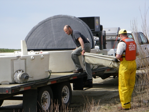 Transferring a pallid sturgeon for release