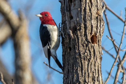 Red-headed woodpecker