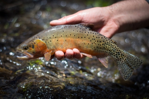 Rio Grande Cutthroat Trout in hand