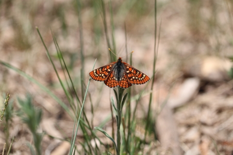 An orange with checkered white, black, and cream butterfly suns on the tip of a plant stem.