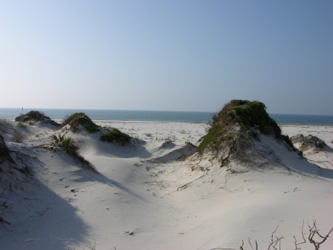 Sand dunes spotted with grasses under clear sky with ocean in the background.