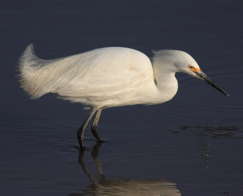 Wading snowy egret