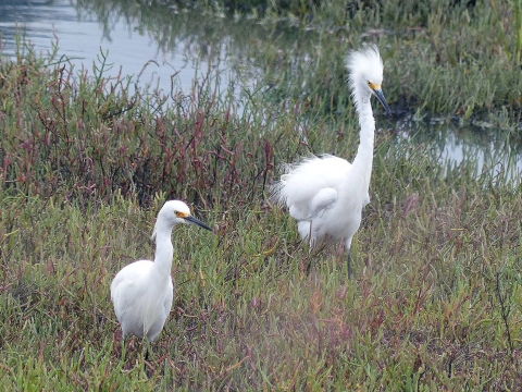 Snowy egrets