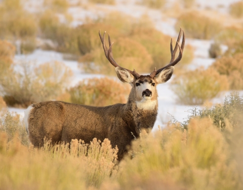 Deer on the Great Plains