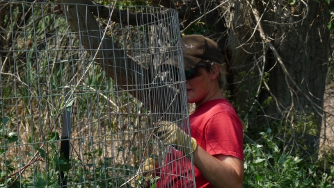 volunteer removing old fencing