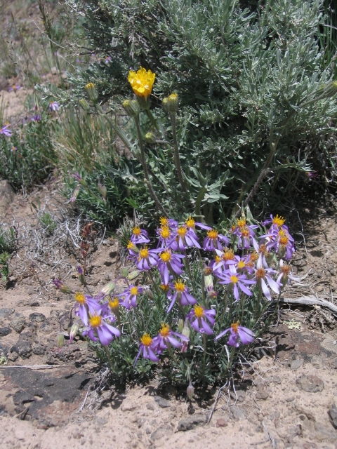 wildflowers bloom in the desert