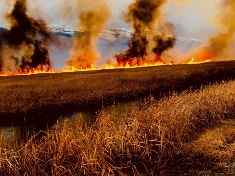 Using prescribed fire to improve habitat and save wildlife