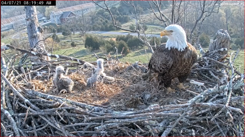 large nest in tree with two eighteen day old eaglets and adult eagle