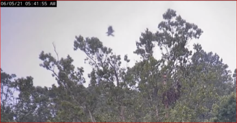 eagle flying over tree tops