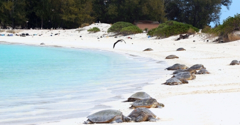 About a dozen large sea turtle crawling on a sandy beach just above the water line