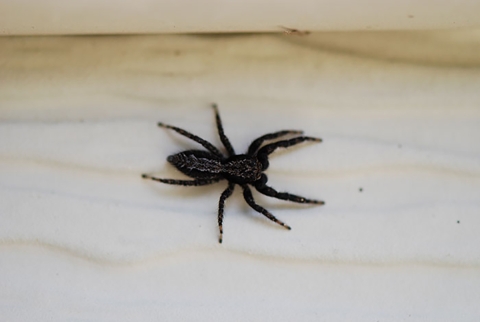 Black Jumping Spider