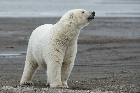 An adult polar bear with head lifted to the side, sniffing the air.