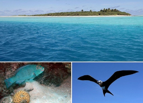 Collage of three photos: long view of the atoll, a blue fish underwater, a seabird in the air