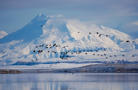 Silhouettes of geese flying over water and past a snowy volcano