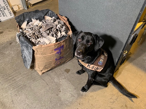 Service dog dock sitting next to a box full of shark fins. 