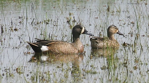 Two ducks on the water at Sabine NWR