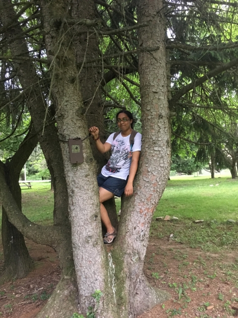 a young woman standing in a tree with a stationary bat detector mounted on the tree.