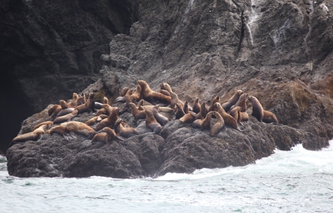 Sea Lions on a Rocky Shoreline