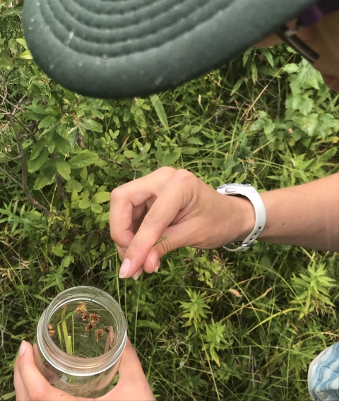 A woman picks sedge sedds into a jar.