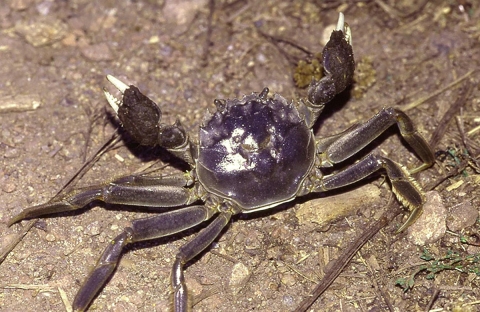 Mitten crab on ground.