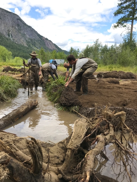 A group of people in waders work together to unroll a vegetation mat on a streambank.