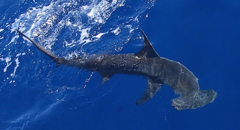 Scalloped hammerhead sharks in open waters. 