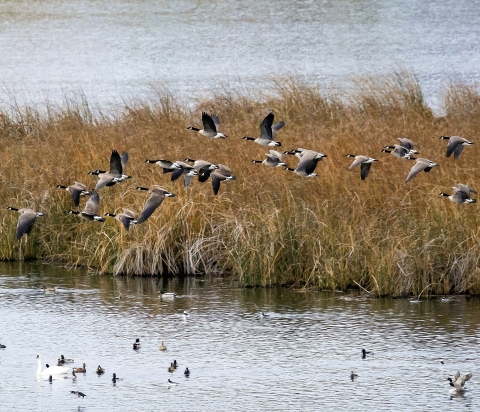 Geese and other waterfowl flying over or floating on a wetland