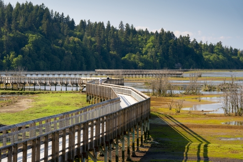 A wooden boardwalk trail cutting across a wetland with evergreen trees in the distance