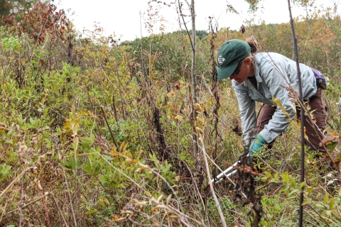 Lone person with loppers in hand cuts at underbrush