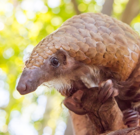 Pangolin at San Diego Zoo