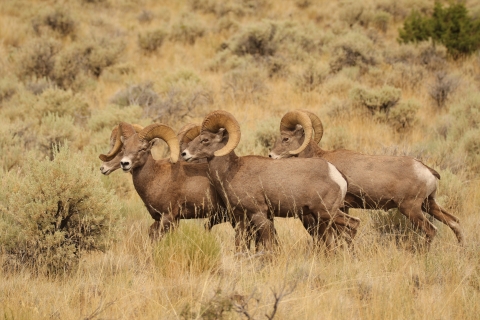 Group of four California bighorn sheep in sagebrush ecosystem