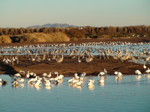 Geese, ducks, and sandhill cranes standing in and near shallow water wetlands on Cibola NWR.